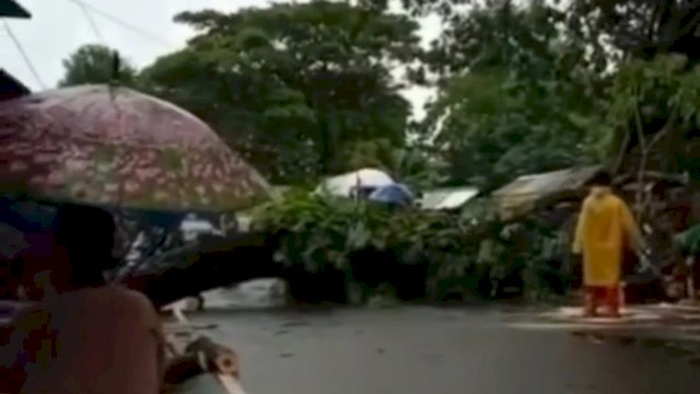 Pohon tumbang di Jalan Poros Bontonompo, Gowa/Int