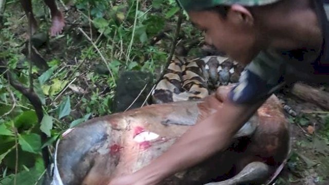 Warga membelah perut Ular Piton berukuran delapan meter untuk mengeluarkan sapi. Foto: Ist