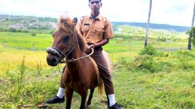 Rio Jonathan Adu terpaksa tunggangi kuda ke sekolah karena tidak ingin terlambat dan motornya rusak. (foto: pos kupang/kompas)   