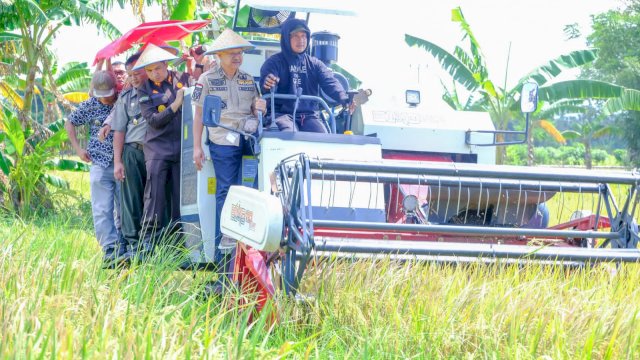 Bupati Kabupaten Jeneponto, Sulawesi Selatan, Iksan Iskandar saat menggelar panen padi perdana awal Maret 2023 di Lingkungan Tanetea, Kelurahan Bonto Tangnga, Kecamatan Tamalatea, Kamis (9/3/2023). Foto: ist