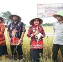 Pemda Gowa Siapkan 3.004 Hektar Lahan untuk Program Panen Padi Nusantara