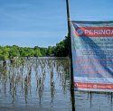 Target 154 Ribu Batang di Wilayah Bosowasi, DKP Sulsel Tanam Mangrove di Desa Polewali Bone