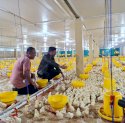 Hasilkan 17 Juta Ton Setahun, Gowa Jadi Lokasi Pengembangan Peternakan Ayam Broiler di Sulsel