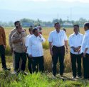 Kunjungi Panen Raya Maros, Jokowi Harap Sulsel Surplus Padi Hingga 2 Juta Ton