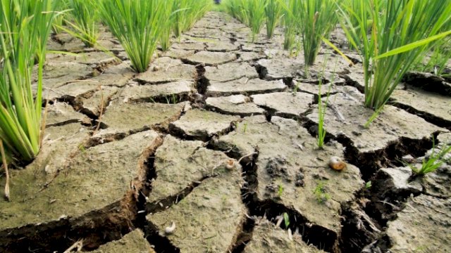 Kemarau 2025 Mundur, BMKG Ungkap Anomali Cuaca