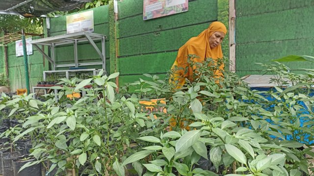 Salah satu warga yang tergabung dalam KWT Seroja di Lorong Wisata Haderslev (Lorong 293), Jalan Somba Opu, Kelurahan Maloku, Kecamatan Ujung Pandang (Portal Media/Rahma)