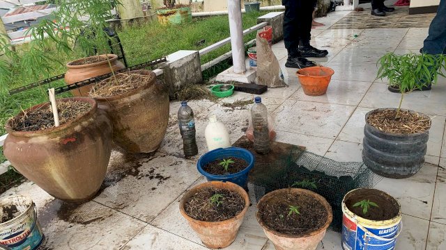  Direktorat Reserse Narkoba (Dit Resnarkoba) Polda Sulsel membongkar praktek budidaya tanaman ganja di sebuah villa mewah di Kecamatan Pallangga Kabupaten Gowa Sulsel, Selasa (27/6/2023) (Portal Media/Aldy)