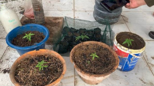 Direktorat Reserse Narkoba (Dit Resnarkoba) Polda Sulsel membongkar praktek budidaya tanaman ganja di Kabupaten Gowa (Portal Media/Aldy)