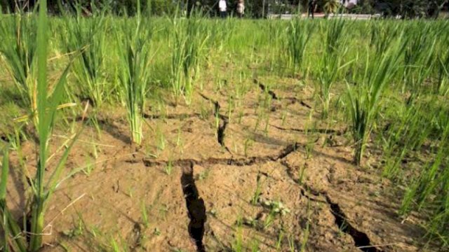 Panas Berkepanjangan, Dampak El Nino Mengancam Pangan Indonesia