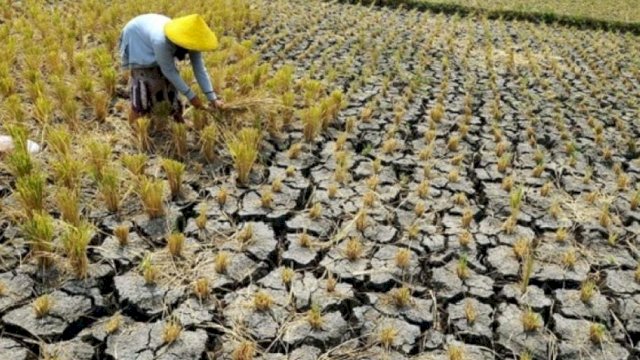 Prediksi BMKG: Resiko Krisis Air Rentan Terhadap Stok Pangan 2050