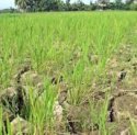 Berhasil Cegah Gagal Panen di Tengah El Nino, Petani Jeneponto Rasakan Manfaat Program Kementan