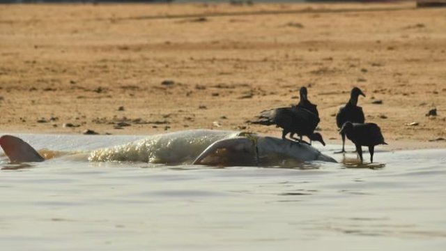 Gegara Panas Ekstrem, Lumba-lumba di Sungai Amazon Mati Massal 