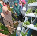 Panen Sayur di Maccini Sombala, Sofha Marwah Bahtiar Apresiasi Lorong Binaan PKK Makassar