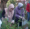 Indira Yusuf Ismail Bersama PJ Ketua TP PKK Provinsi Sulsel Panen Sayur di Lorong 