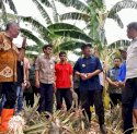 Kunjungi Kampung Pisang di Pinrang, Pj Gubernur Bahtiar Perlihatkan Cara Cepat Perbanyak Anakan
