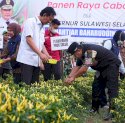 Tekan Inflasi, Pemprov Sulsel dan Pemkab Wajo Kompak Panen Raya Cabai