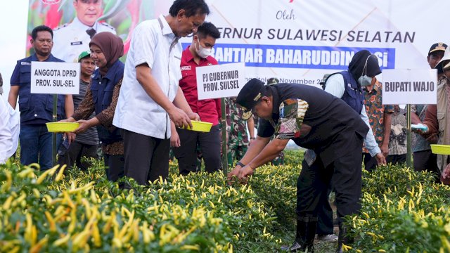 Pj Gubernur Bahtiar Baharuddin panen cabai di Kabupaten Wajo.