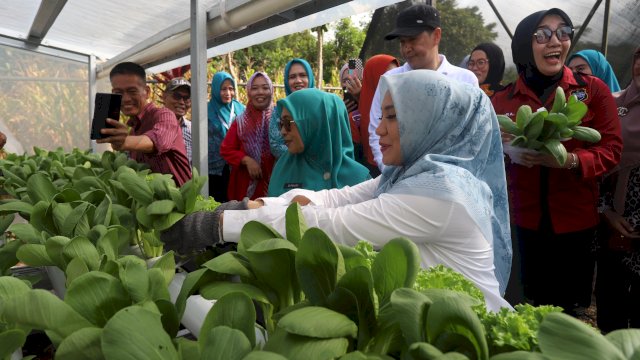 Pj Ketua TP PKK Sulsel, Sofha Marwah Bahtiar, panen sayuran di Nursery PKK Luwu Timur, Sabtu, 4 November 2023.