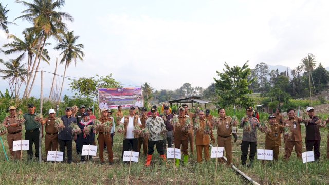 Penjabat Gubernur Sulsel, Bahtiar Baharuddin bersama para petani, melakukan panen raya bawang merah di Desa Pekalobean, Kecamatan Anggeraja, Kabupaten Enrekang. 