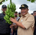 500 Petani Sidrap Siap Budidaya Pisang di Lahan Seluas 2.000 Hektar