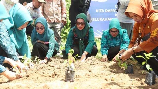 Pj Ketua PKK Sulsel, Sofha Marwah Bahtiar, melakukan penanaman cabai di Lingkungan Pabbacue, Kelurahan Macanang, Tanete Riattang.