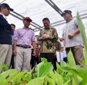 OJK Proyeksikan Budidaya Pisang di Sulsel Dorong Perputaran Uang Hingga Rp180 Triliun Per Tahun