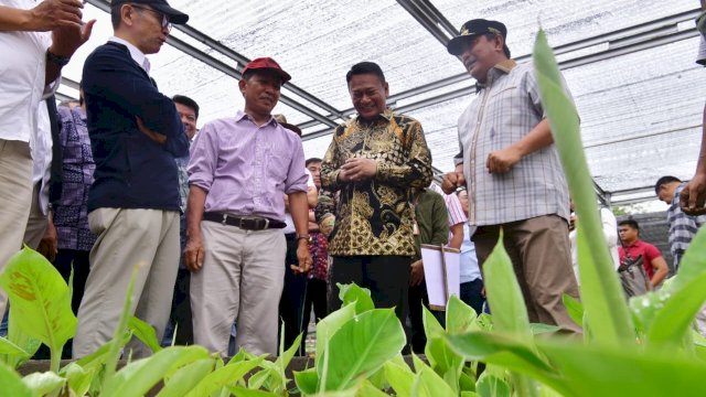 Kepala OJK Sulselbar, Darwisman, di sela peninjauan pusat pembibitan pisang Cavendish di Pusat Pembibitan Pisang Unhas, Minggu, 10 Desember 2023.