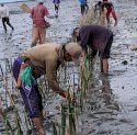 Lestarikan Pesisir di Hari Nusantara, DKP Sulsel Tanam 78 Ribu Mangrove di Bone
