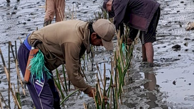 Sebanyak 78 ribu batang pohon mangrove ditanam di kawasan perairan pesisir di Kabupaten Bone, Rabu, 13 Desember 2023.