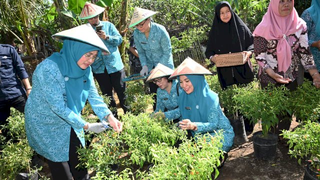 Gerakan Tanam Cabai yang dilakukan PKK Sulsel mendapat pujian dari Sekretaris Umum PKK Pusat Nani Suhajar Diantoro.
