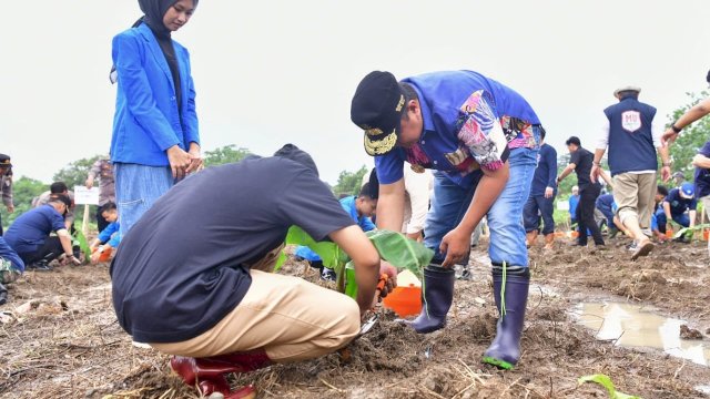 Penanaman pisang cavendish di di Pusat Pendidikan dan Pelatihan (Pusdiklat) Universitas Muhammadiyah (Unismuh) di Bollangi, Kabupaten Gowa.