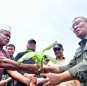 Tanam Perdana Pisang Cavendish di Lutim, Petani Terharu Terima Bantuan Bibit