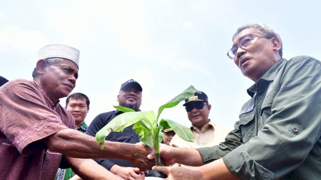 Penanaman perdana pisang cavendish dilaksanakan di Desa Puncak Indah, Kecamatan Malili, Luwu Timur, Kamis, 4 Januari 2024.
