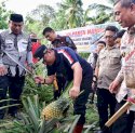 Desa Palippu Bakal Dijadikan Percontohan Pengembangan Nanas di Sulsel