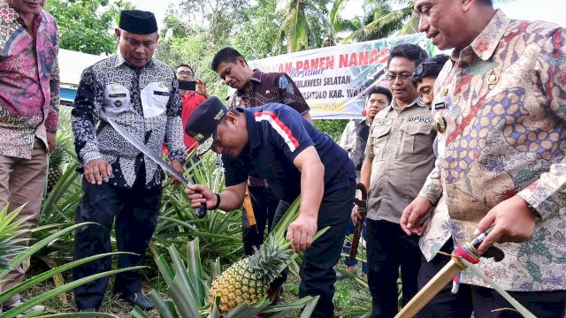 Pj Gubernur Sulsel, Bahtiar Baharuddin, saat panen sekaligus menanam buah nanas di Desa Palippu, Jumat, 12 Januari 2024. 
