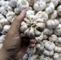 Harga Bawang Putih Kembali Naik
