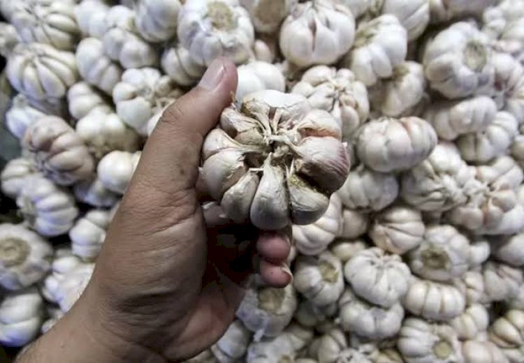 Harga Bawang Putih Kembali Naik