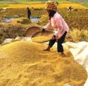 BPS Prediksi Produksi Beras Melonjak di Februari dan Maret