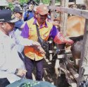 Miliki Populasi Sapi Tertinggi Kedua di Sulsel, Wajo Genjot Inseminasi Buatan