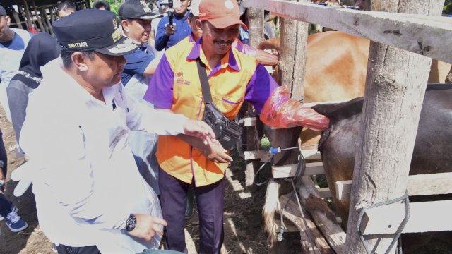 Penjabat Gubernur Sulawesi Selatan, Bahtiar Baharuddin,  meninjau pelaksanaan IB di peternakan milik warga di Desa Patila, Kecamatan Pammana, Jumat, 9 Februari 2024.