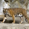4 Orang Jadi Korban Kebuasan Harimau, TSI Terjunkan Sniper