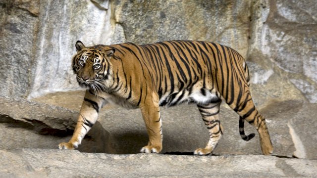 4 Orang Jadi Korban Kebuasan Harimau, TSI Terjunkan Sniper