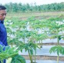 Tidak Menguntungkan Petani, Syaharuddin Alrif Soroti Harga Gabah Kering