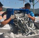 Stok Ikan Nasional Melimpah di Momen Idulfitri, Sulsel Tembus 3,14 Ribu Ton
