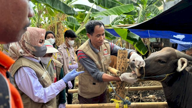 Jelang Idul Adha, DP2 Makassar Gencar Lakukan Sosialisasi dan Pemeriksaan Hewan Kurba
