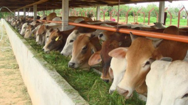 2 Ekor Sapi Kurban Ditemukan Terinfeksi Cacing Hati, DP2 Makassar Imbau Warga Hati-hati