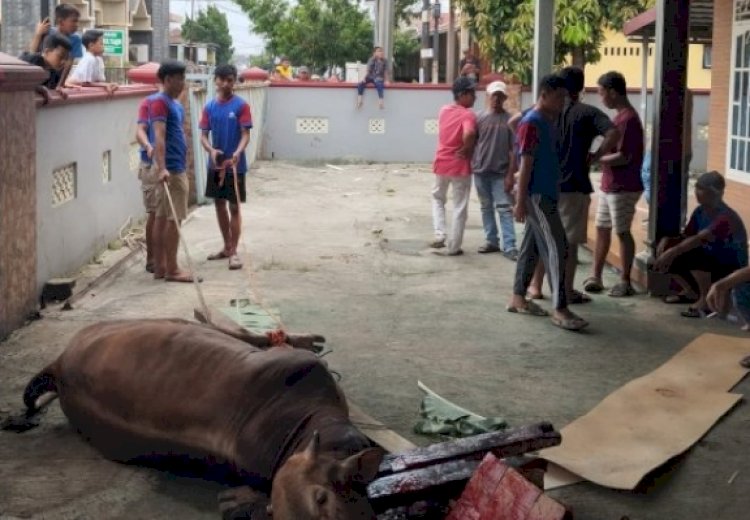 Sutiono Pingsan Tertendang Sapi Ngamuk