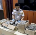 Barantin Gagalkan Penyelundupan Puluhan Kilogram Teripang Susu