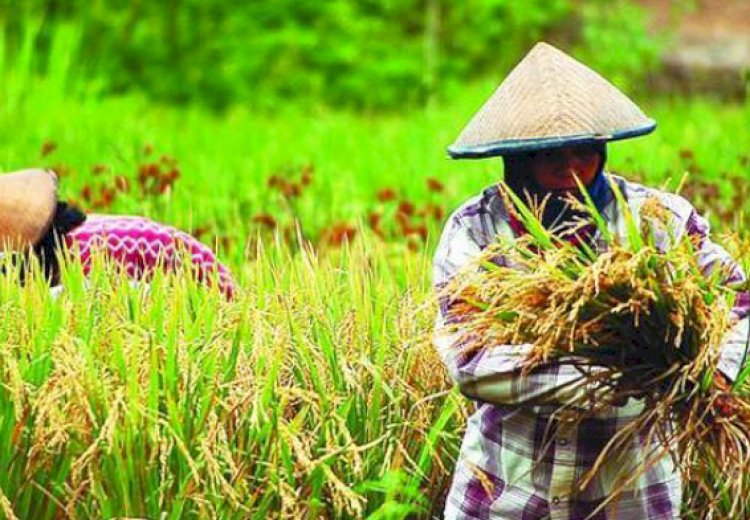 Nilai Tukar Petani Meningkat 0,38%