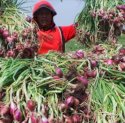 Harga Bawang Merah Naik di 318 Daerah